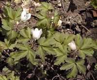 Anemone sylvie. Cliquer pour agrandir l'image.