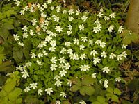 Anemone sylvie. Cliquer pour agrandir l'image.