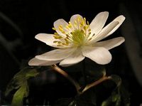 Anemone sylvie. Fleur. Cliquer pour agrandir l'image.