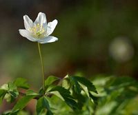 Anemone sylvie. Cliquer pour agrandir l'image. Anemone sylvie. Cliquer pour agrandir l'image.
