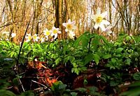 Anemone sylvie. Cliquer pour agrandir l'image.