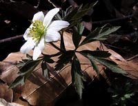 Anemone sylvie. Cliquer pour agrandir l'image.