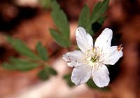Anemone sylvie. Allagnat. Cliquer pour agrandir l'image.