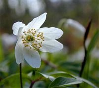 Anemone sylvie. Cliquer pour agrandir l'image.