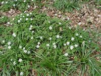 Anemone sylvie. Cliquer pour agrandir l'image.