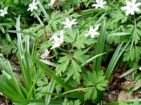 Anemone sylvie. Cliquer pour agrandir l'image.