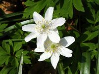 Anemone sylvie. Cliquer pour agrandir l'image.