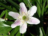 Anemone sylvie. Cliquer pour agrandir l'image.