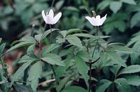 Anemone sylvie. Cliquer pour agrandir l'image.