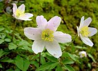 Anemone sylvie. Cliquer pour agrandir l'image.