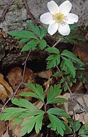 Anemone sylvie. Cliquer pour agrandir l'image. Anemone sylvie. Cliquer pour agrandir l'image.