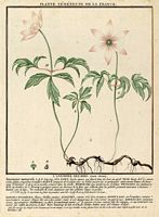 Anemone sylvie. Planche d'identification. Cliquer pour agrandir l'image.