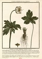 Anemone sylvie. Planche d'identification. Cliquer pour agrandir l'image.