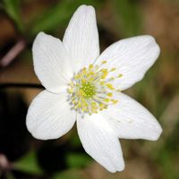 Anemone sylvie. Fleur, Allagnat. Cliquer pour agrandir l'image.