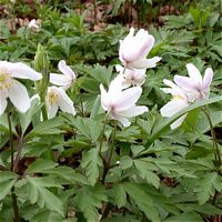 Anemone sylvie. Cliquer pour agrandir l'image.