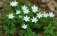 Anemone sylvie. Ceyssat. Cliquer pour agrandir l'image.