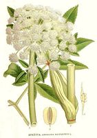 Angelique sauvage. Planche d'identification Linnemand. Cliquer pour agrandir l'image.