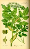 Angelique sauvage. Planche d'identification Thomé. Cliquer pour agrandir l'image.