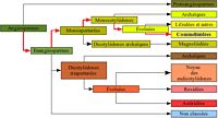 Les angiospermes. Cliquer pour agrandir l'image.