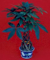 Arbre a argent. Cliquer pour agrandir l'image.