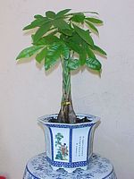 Arbre a argent. Cliquer pour agrandir l'image.