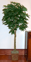 Arbre a argent. Cliquer pour agrandir l'image.