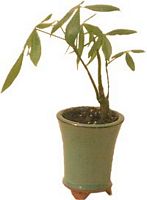 Arbre a argent. Cliquer pour agrandir l'image.