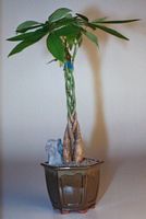 Arbre a argent. Cliquer pour agrandir l'image.
