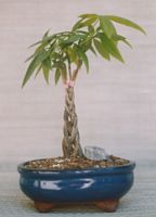 Arbre a argent. Cliquer pour agrandir l'image.