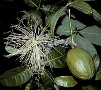 Arbre a argent. Fleur et fruit. Cliquer pour agrandir l'image.