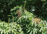 Arbre a argent. Fleurs en boutons. Cliquer pour agrandir l'image.