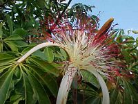 Arbre a argent. Fleur. Cliquer pour agrandir l'image.