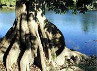 Arbre a argent. Tronc. Cliquer pour agrandir l'image.