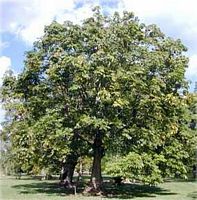 Arbre a argent. Port. Cliquer pour agrandir l'image.