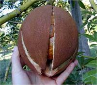 Arbre a argent. Fruit. Cliquer pour agrandir l'image.