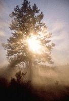 Arbres. Silhouette. Cliquer pour agrandir l'image.