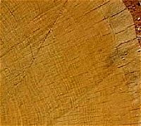 Arbres. Aubier. Cliquer pour agrandir l'image.