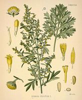 Armoise absinthe. Dessin d'identification. Cliquer pour agrandir l'image.