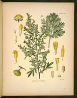 Armoise absinthe. Dessin d'identification. Cliquer pour agrandir l'image.