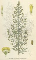 Armoise absinthe. Dessin d'identification. Cliquer pour agrandir l'image.