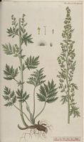 Armoise absinthe. Dessin d'identification. Cliquer pour agrandir l'image.
