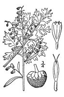 Armoise absinthe. Dessin. Cliquer pour agrandir l'image.