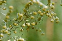 Armoise absinthe. Fleurs. Cliquer pour agrandir l'image.