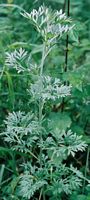 Armoise absinthe. Plante. Cliquer pour agrandir l'image.