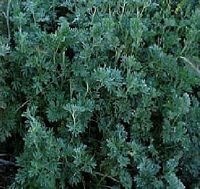 Armoise absinthe. Plantes. Cliquer pour agrandir l'image.