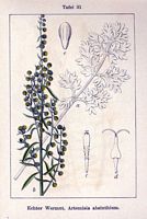 Armoise absinthe. Cliquer pour agrandir l'image. Armoise absinthe. Cliquer pour agrandir l'image.