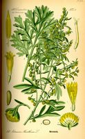 Armoise absinthe. Planche d'identification Thomé. Cliquer pour agrandir l'image.
