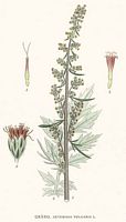 Armoise commune. Planche d'identification Linnemand. Cliquer pour agrandir l'image.