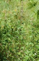 Armoise commune. Plante, Ceyssat. Cliquer pour agrandir l'image.