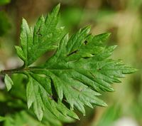 Armoise commune. Feuille, Ceyssat. Cliquer pour agrandir l'image.